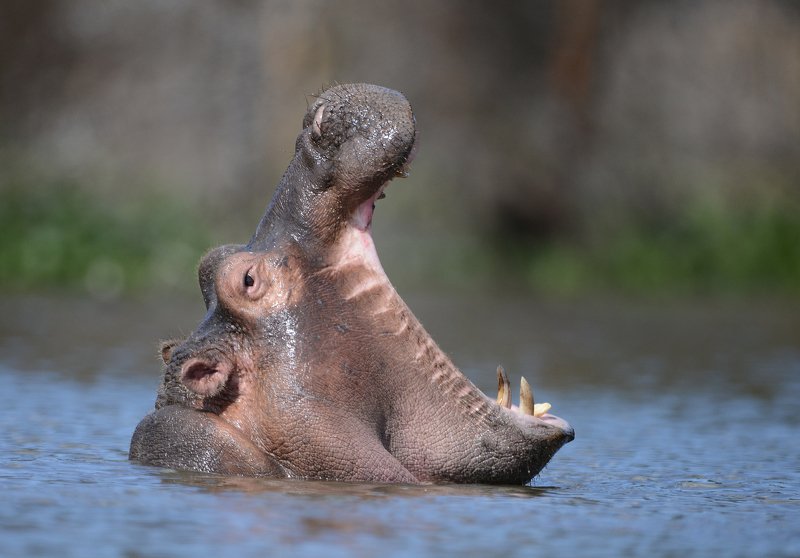 бегемот ПРОСТО ЗЕВНУЛ фото превью