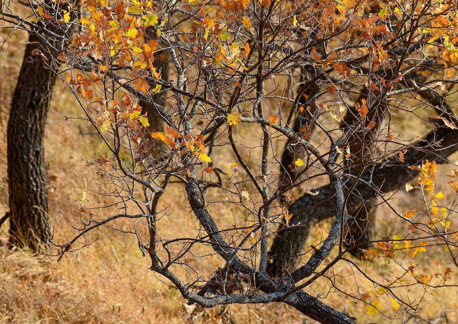 Осень, дуьрава, Владислав Никишин