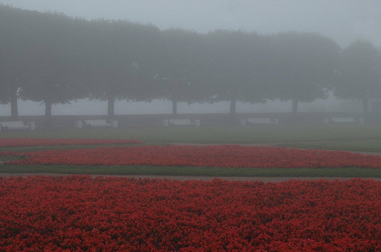 сквер газон бегония петербург, Александр Зорин