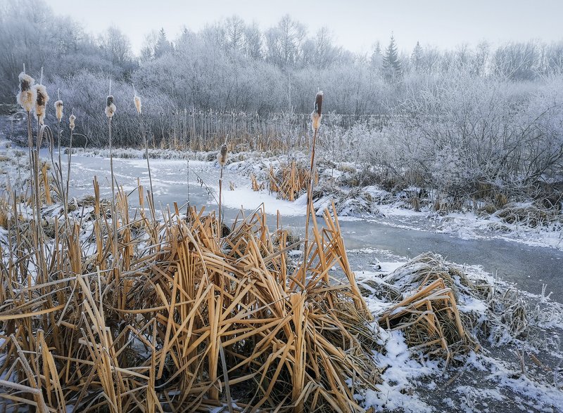 Болото по утру фото превью