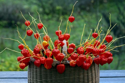 decorative orange plants