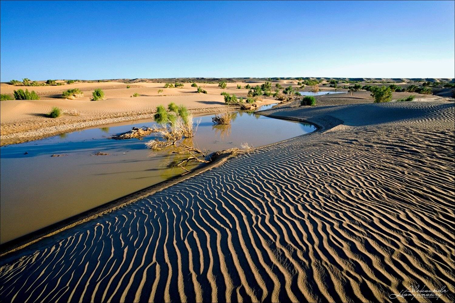 монголия, гоби, зулганай, Александр Леснянский