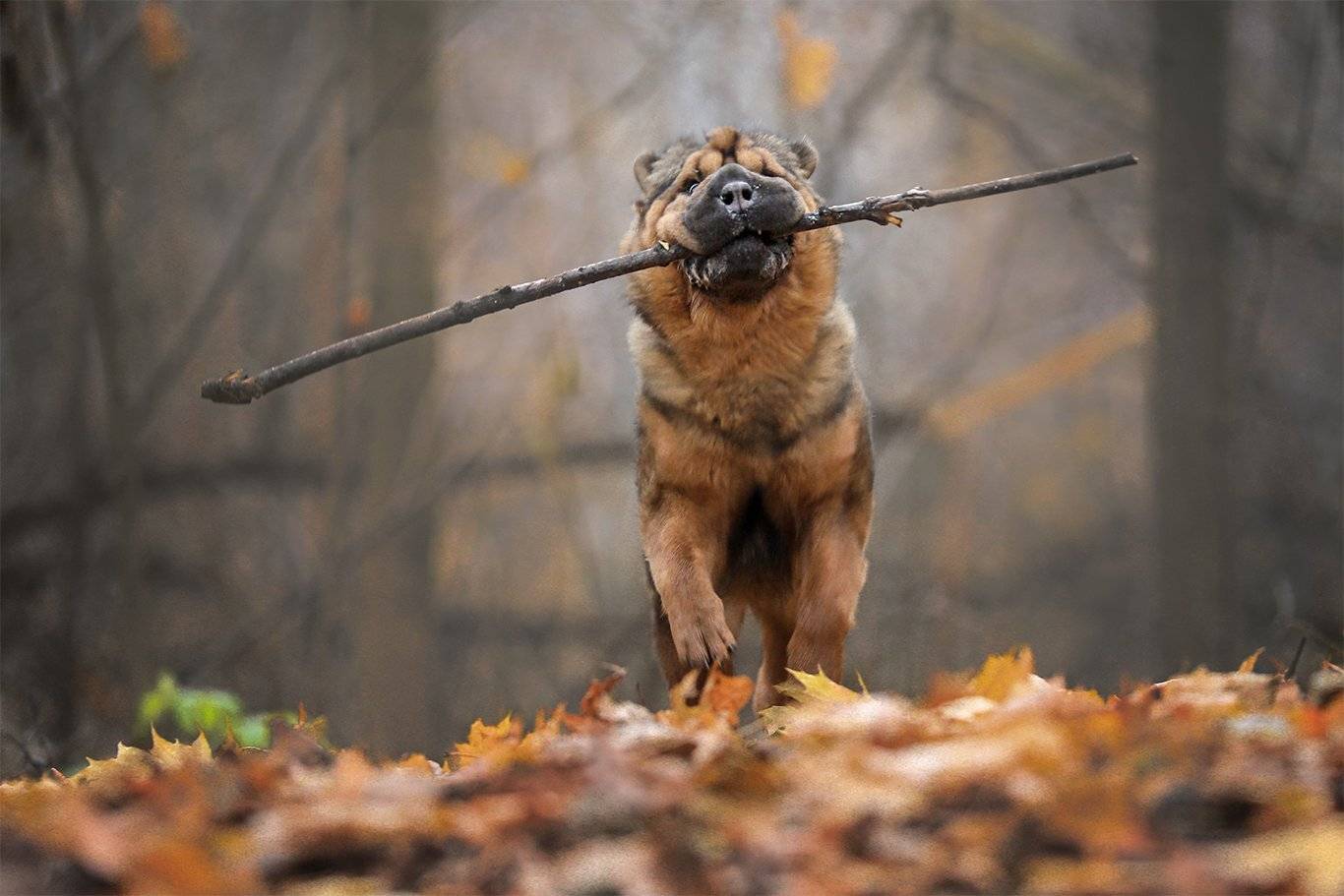 , Андрей Ершов