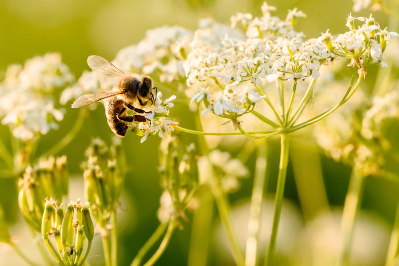 Сбор урожая фото превью