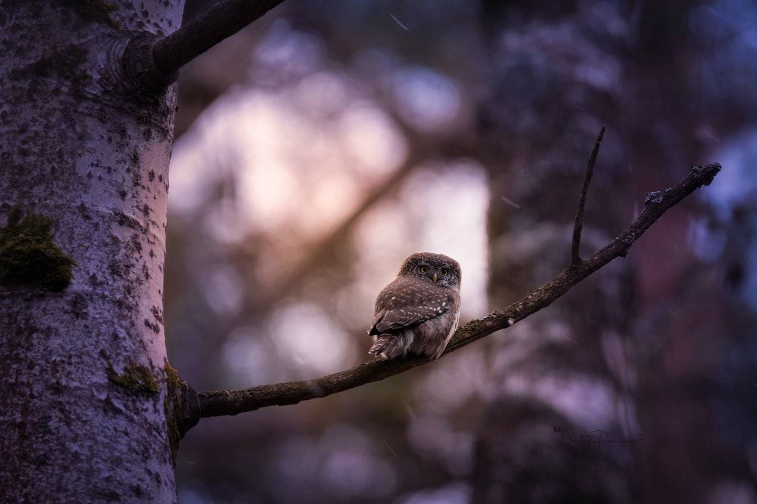 природа, лес, поля, огороды, животные, птицы, макро, Дмитрий Посевич