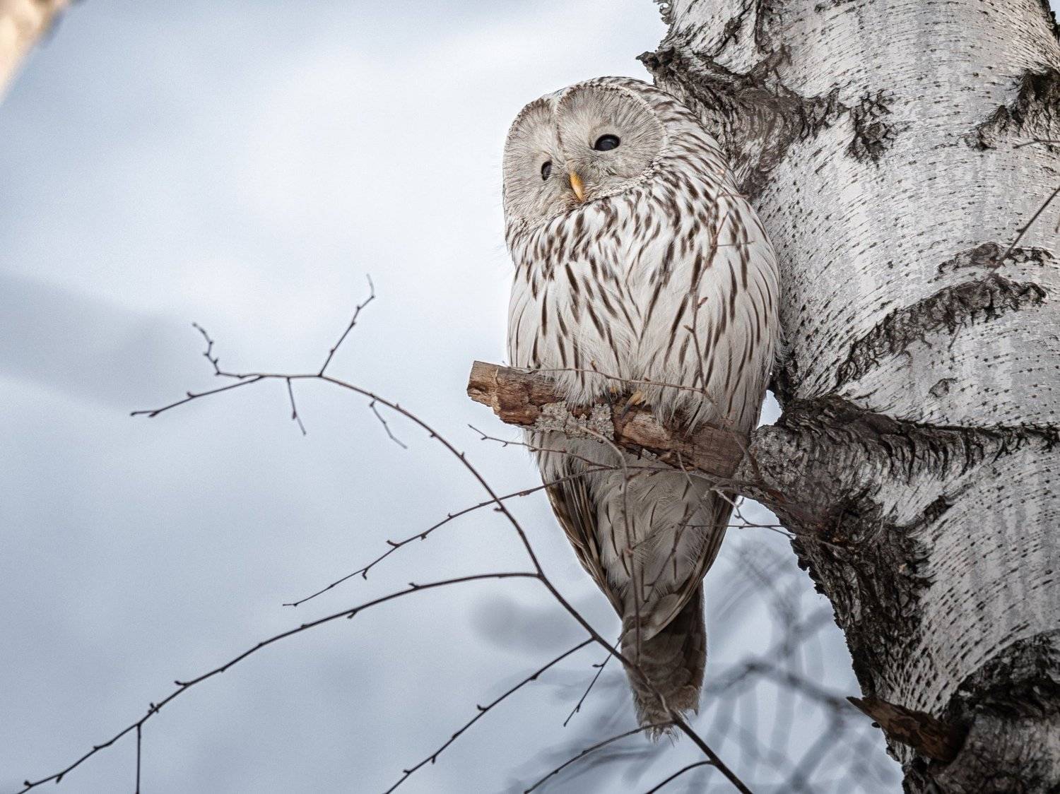 , Андрей Поляков