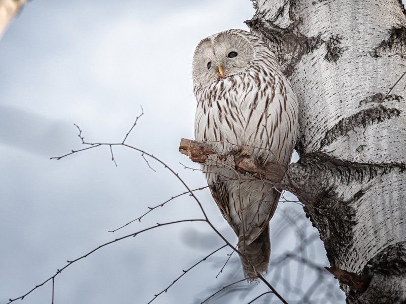 Длиннохвостая неясыть фото превью