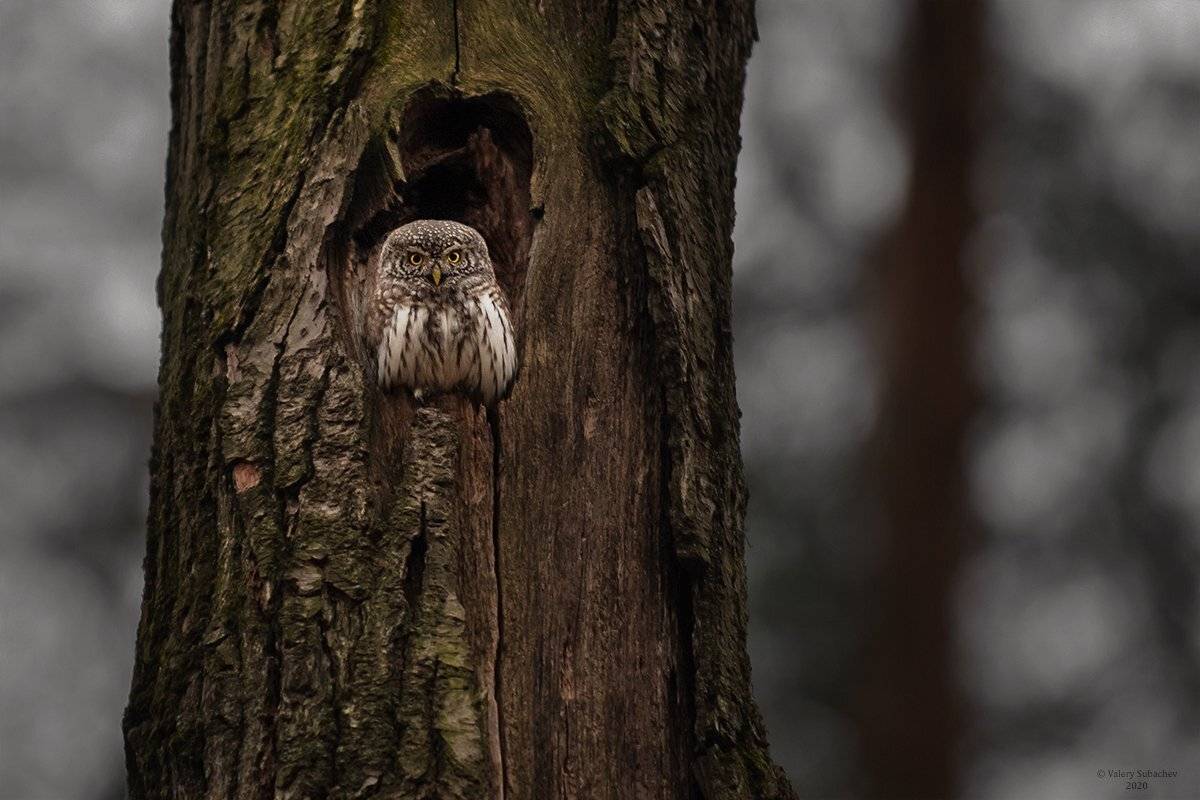 , Валерий Субачев