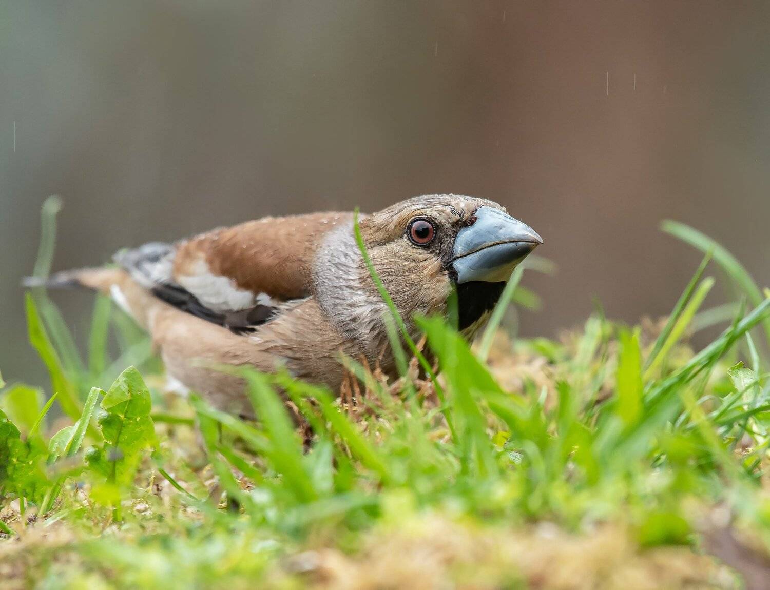 птицы,природа, дубонос, Андрей Киселёв