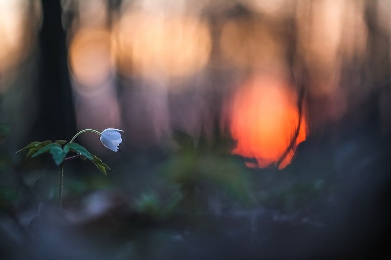 Весенние сны фото превью