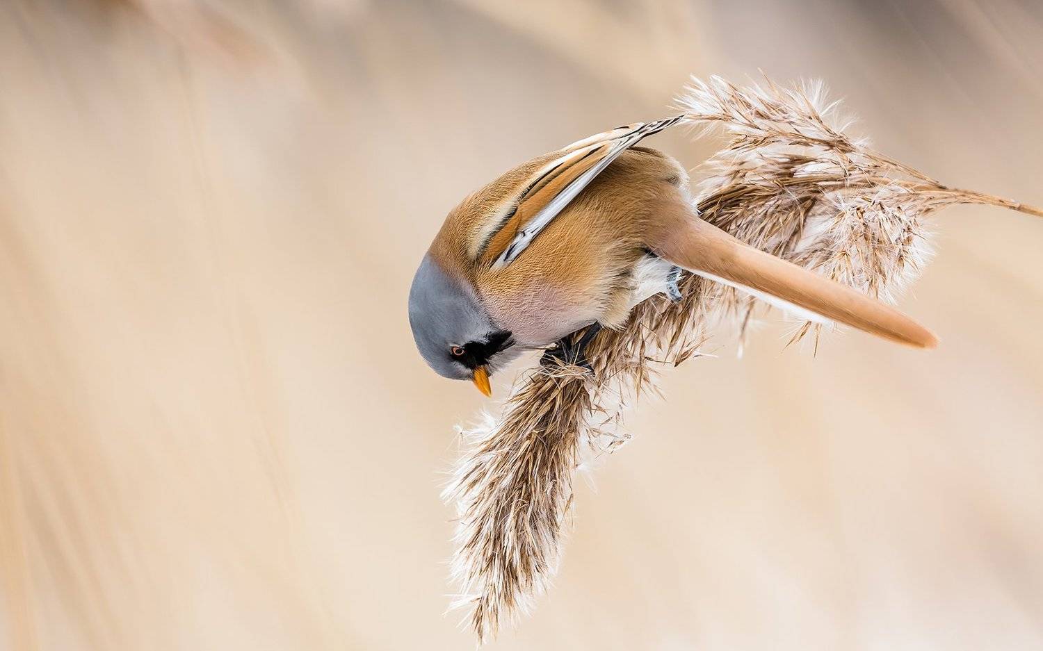 синица бородатая, синица,птицы, птицы россии, орнитология, дикая природа,  фото охота, дикая птица, дикая природа, Victor Dubinkin