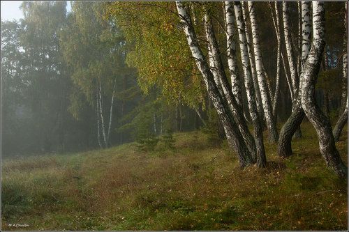 Туман ранней осени