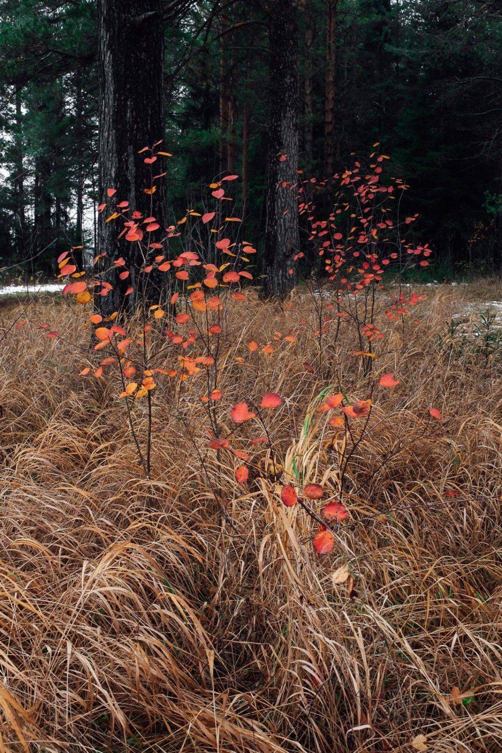 , Григорий Пиль