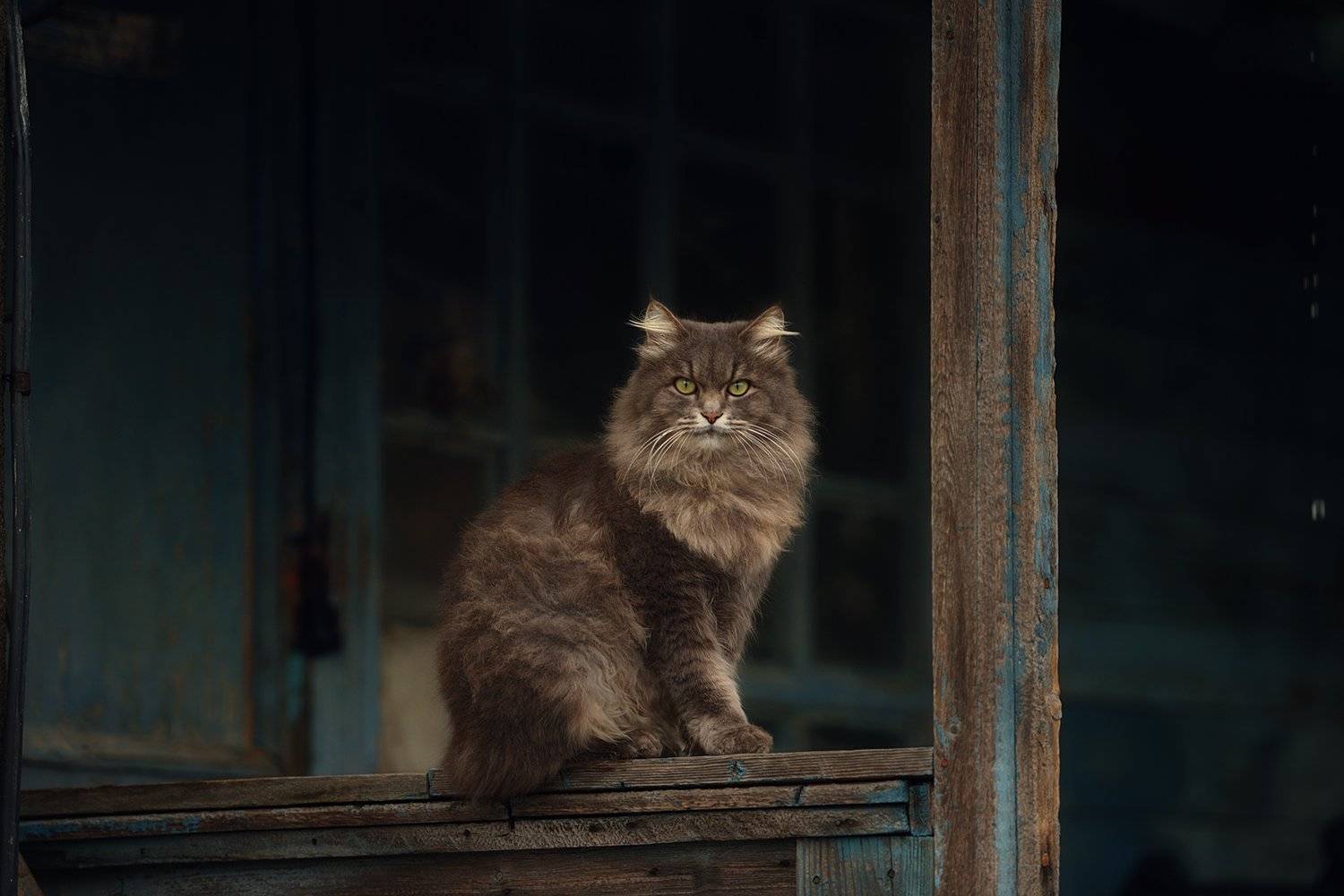 кот, пушистый, крыльцо, Вьюшкин Игорь