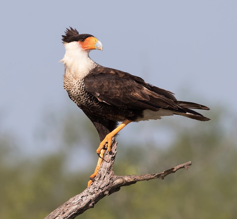 каракара, crested caracara, caracara, tx, texas, хищные птицы Обыкновенная каракара - Crested Caracara фото превью