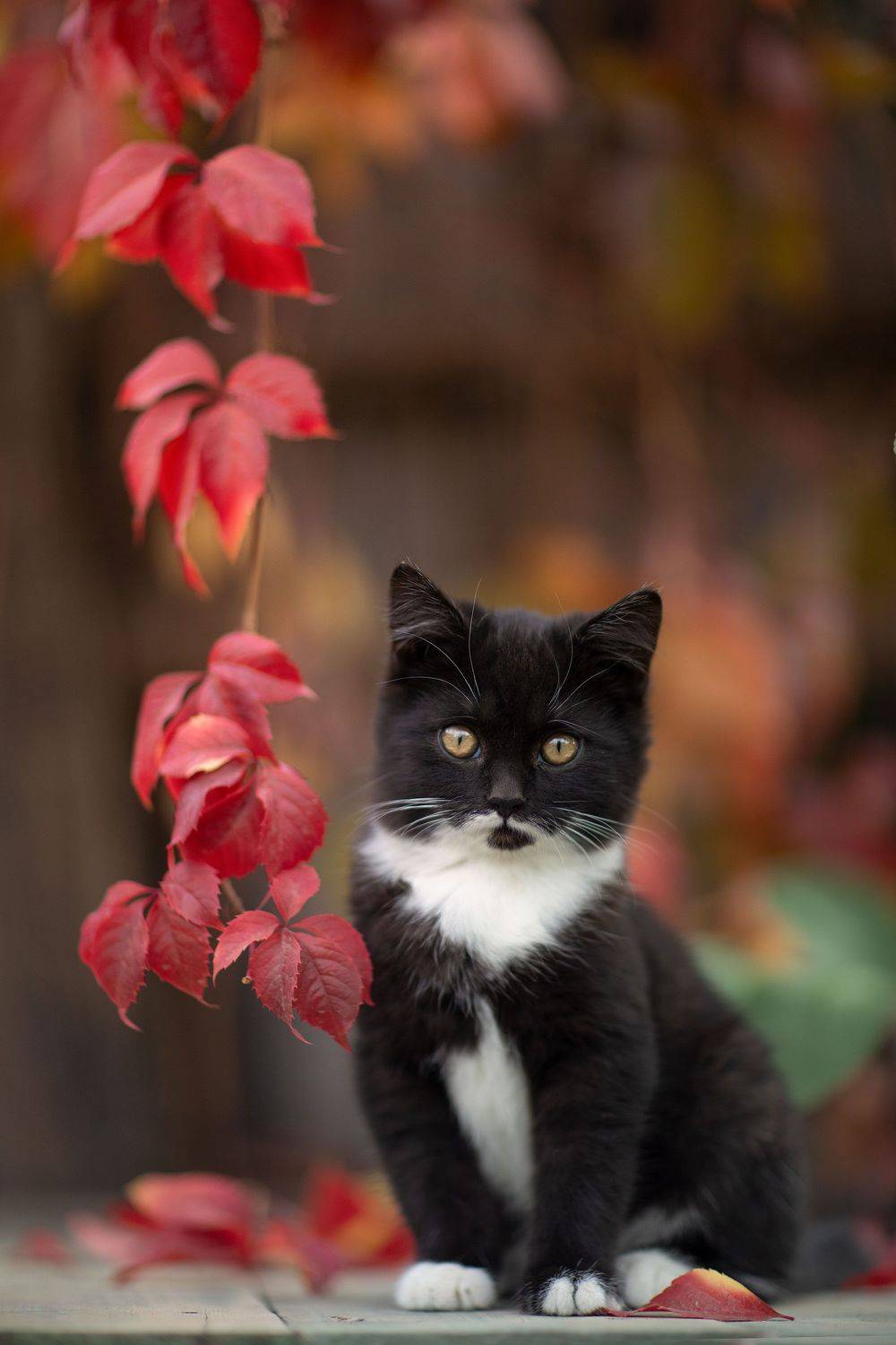 , Коротун Юрий