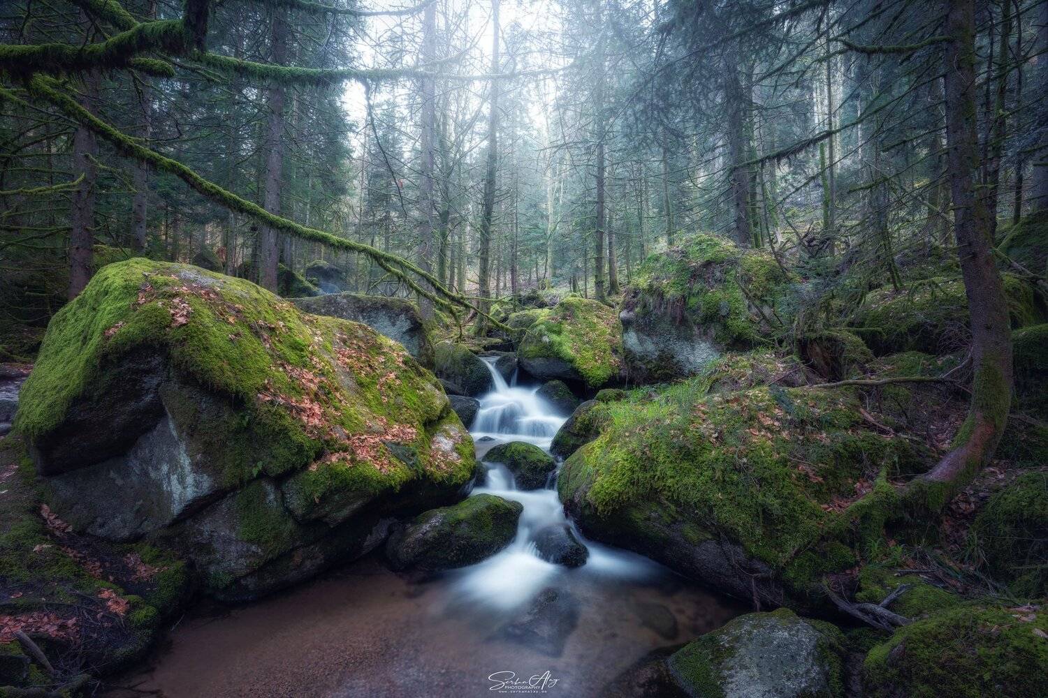 blackforest, Serkan Alay