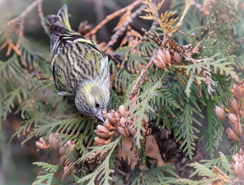птица, чиж, чижик.. фото превью