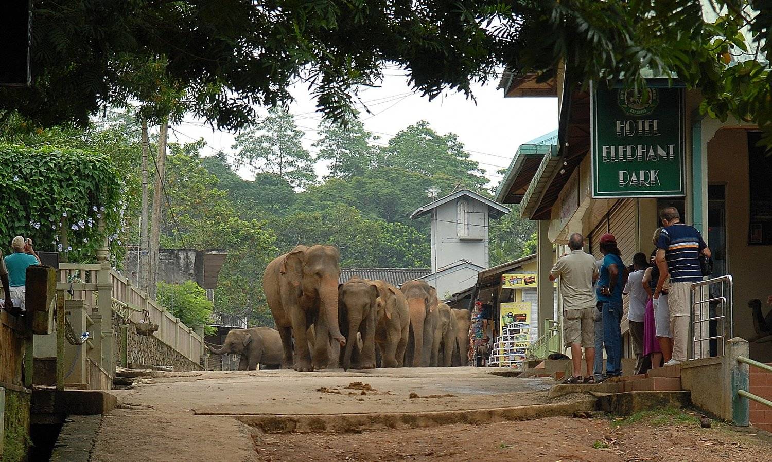 слоны, Александр Маркелов