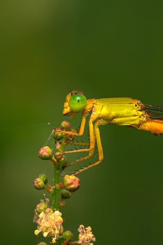 Dragon fly