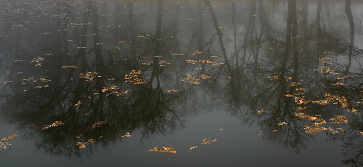 осень пруд листья туман, Александр Жарников