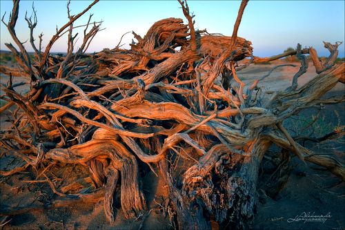 Смерть саксаула. Пустыня Гоби
