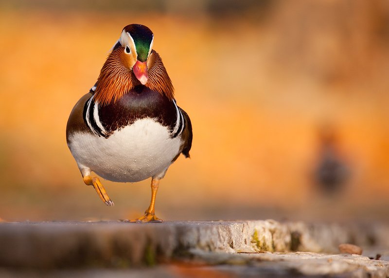 Mandarin duck фото превью