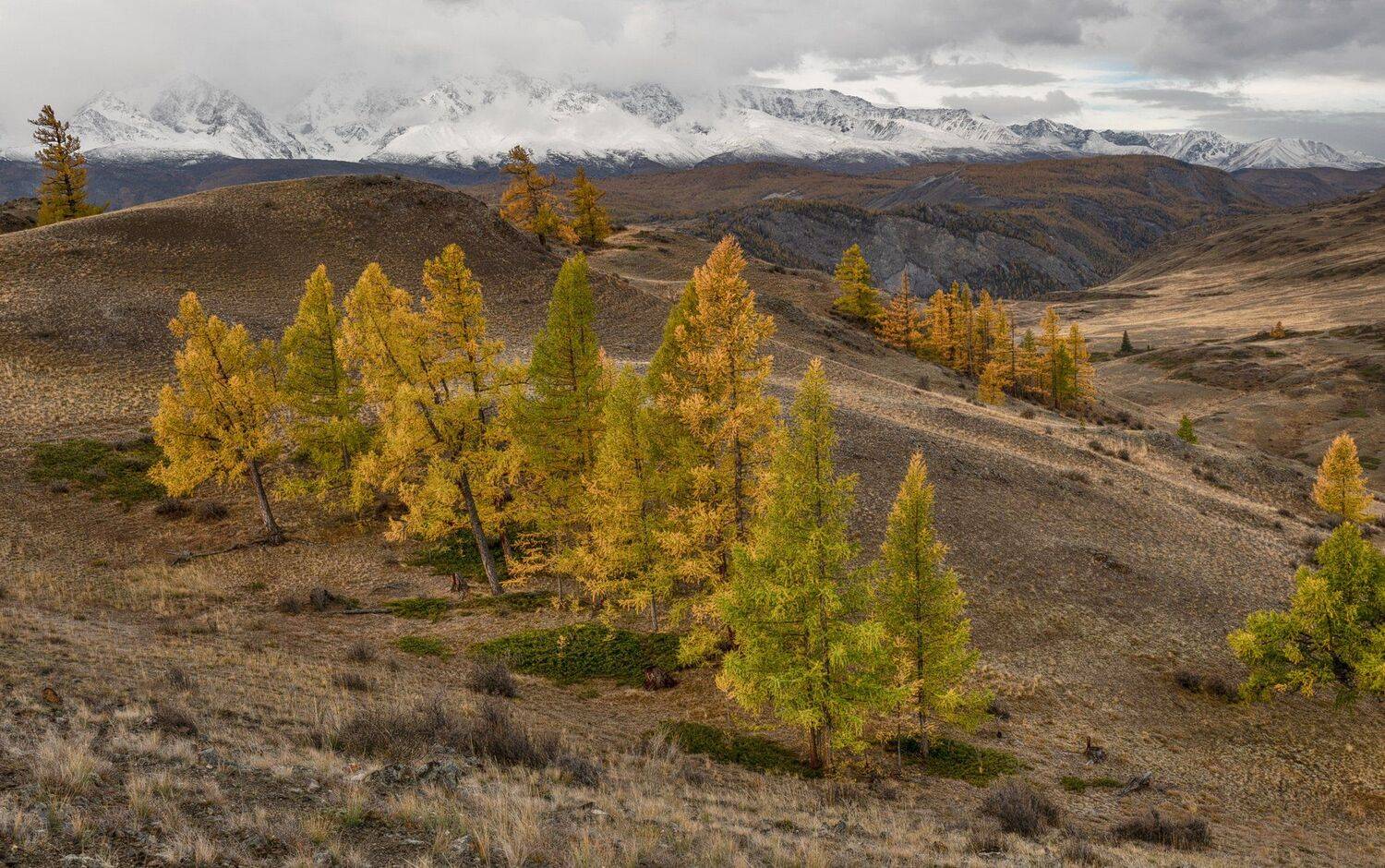 алтай.северо-чуйский хребет., лиственницы, Марина Фомина