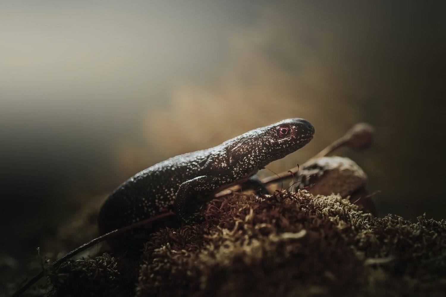 , Лапшина Владлена