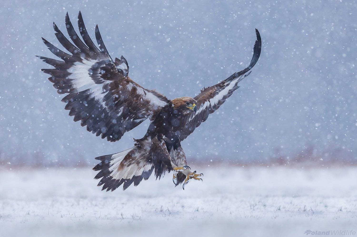 #eagle #bird #birds #autumn #attack, Marcin Nawrocki