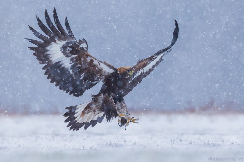 #eagle #bird #birds #autumn #attack Golden Eagle фото превью