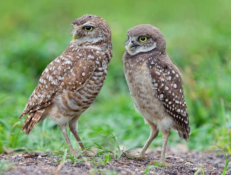 burrowing owl, florida, кроличий сыч, флорида, сыч, owl Сычики - Burrowing Owls фото превью
