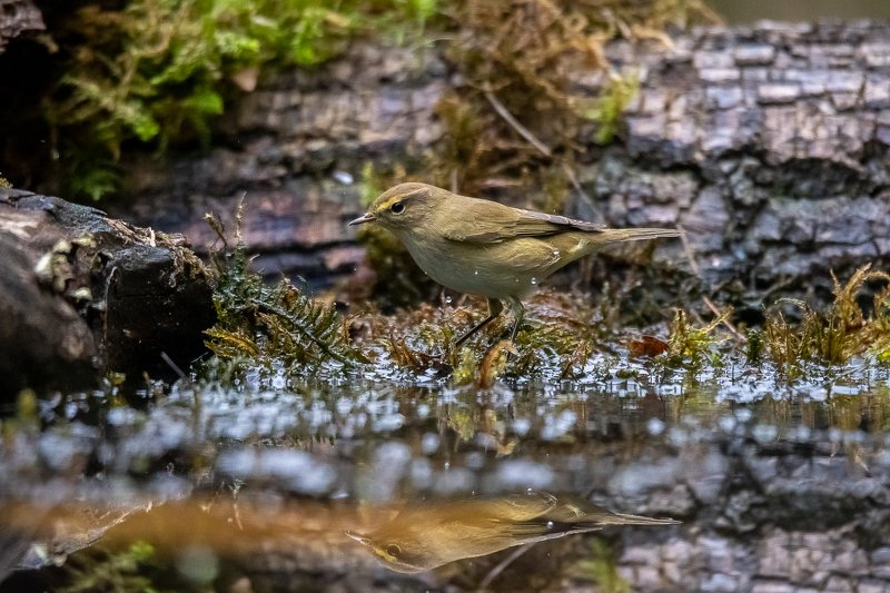 common chiffchaff; pouillot véloce; bird photography; nature; Common Chiffchaff фото превью