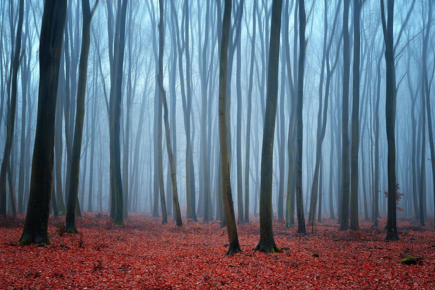 утро в буковом лесу beech forest mist foggy morning magic trees minimalism dranikowski nature деревья, Radoslaw Dranikowski