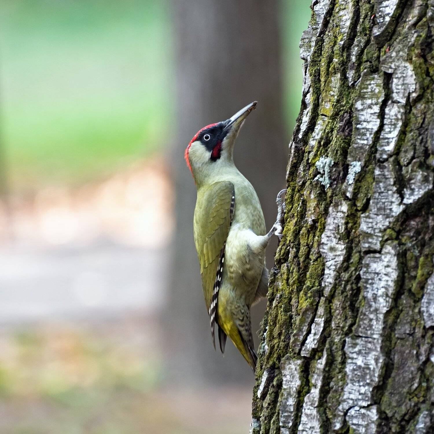 , Алексей Рыльский