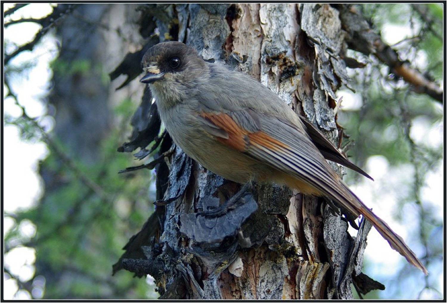 , Солодухин Виктор