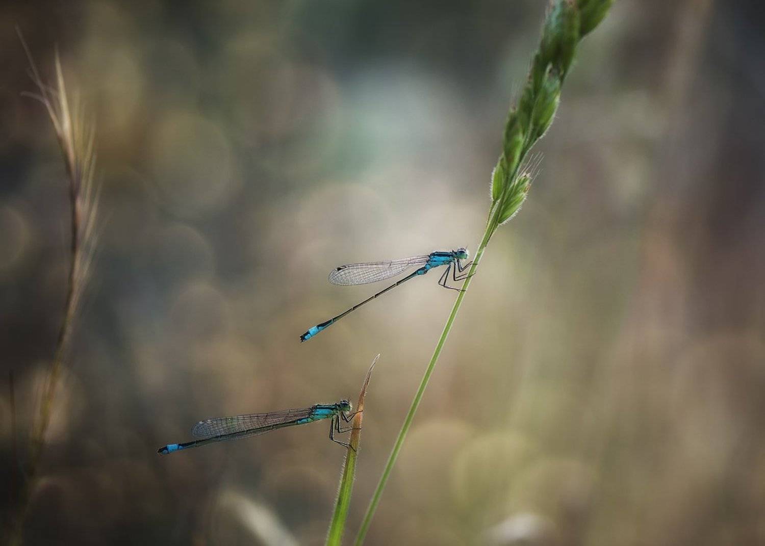 , Красимир Матаров