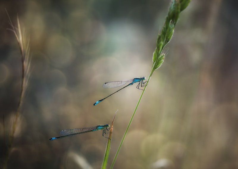 *** фото превью