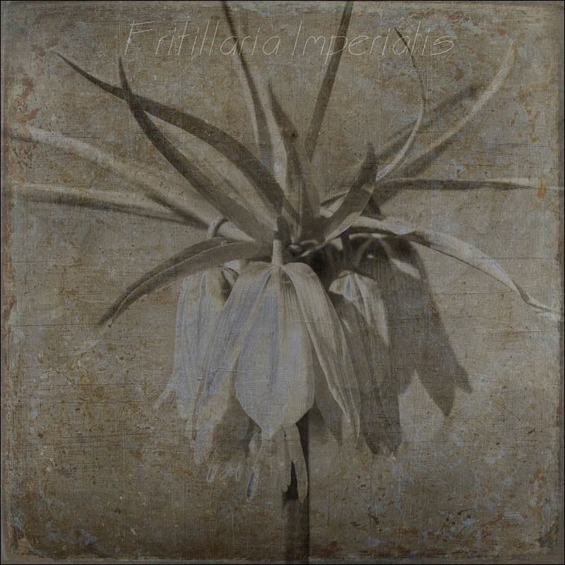 Рябчик императорский/Fritillaria imperialis фото превью