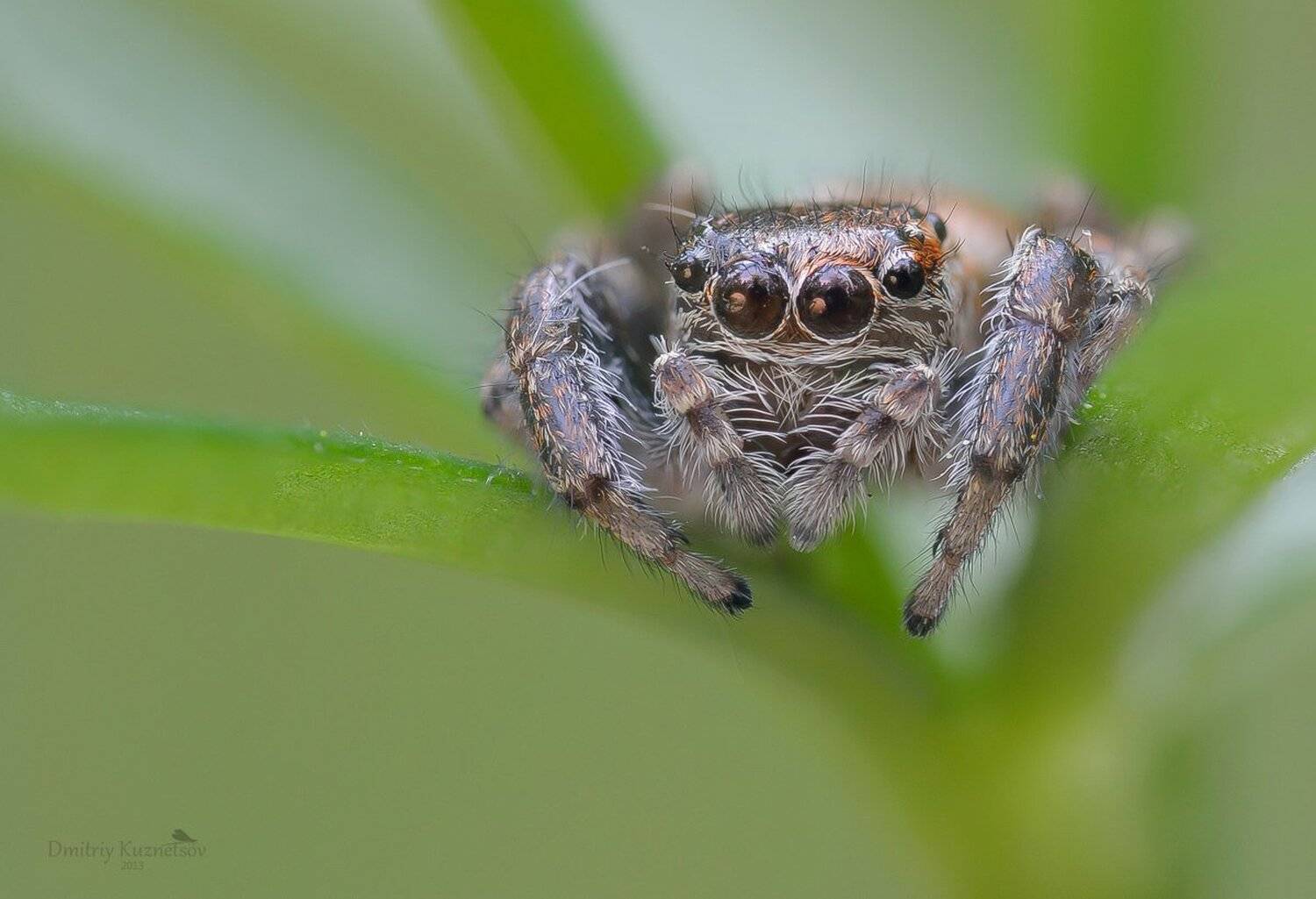 , Кузнецов Дмитрий