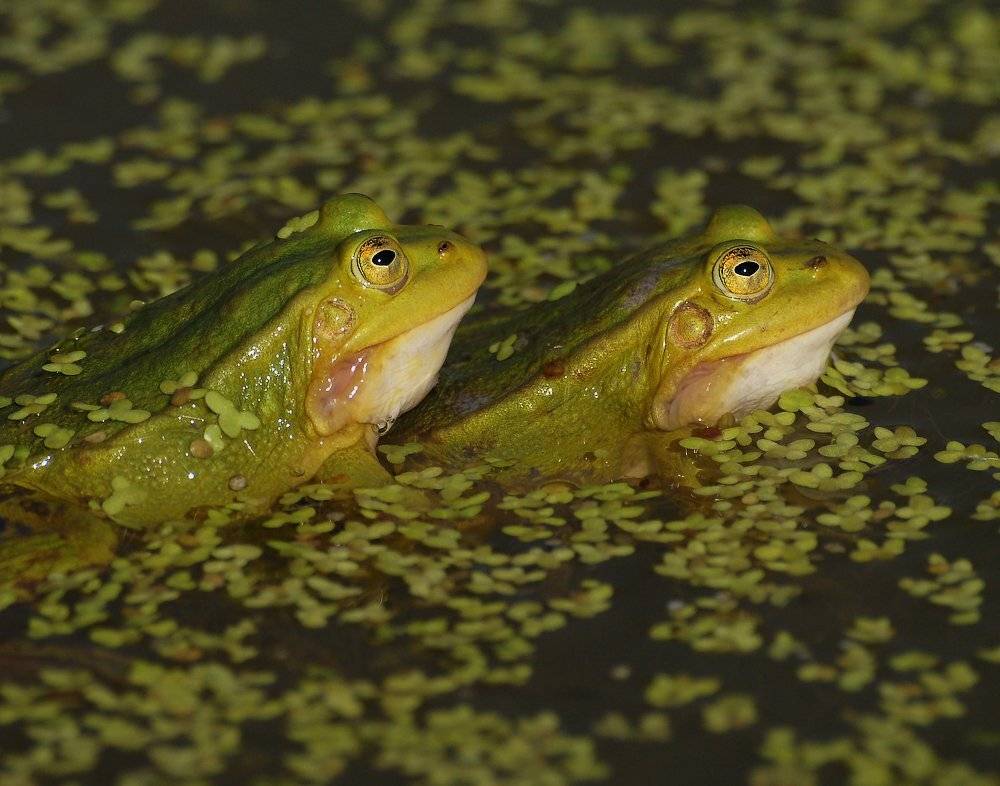 , Ирина Фурашова