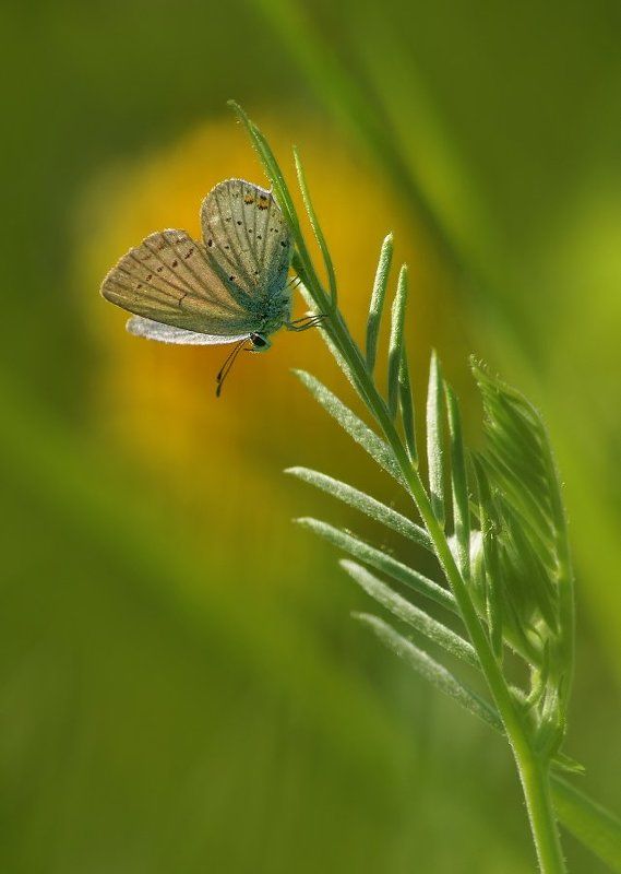 Голубянка короткохвостая фото превью