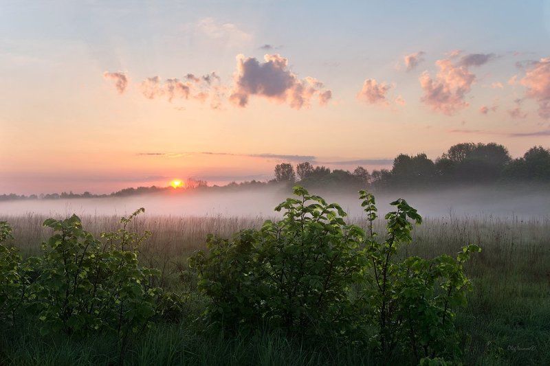 О майских соловьях фото превью