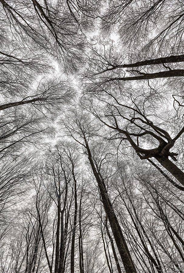 , Горелов Дмитрий