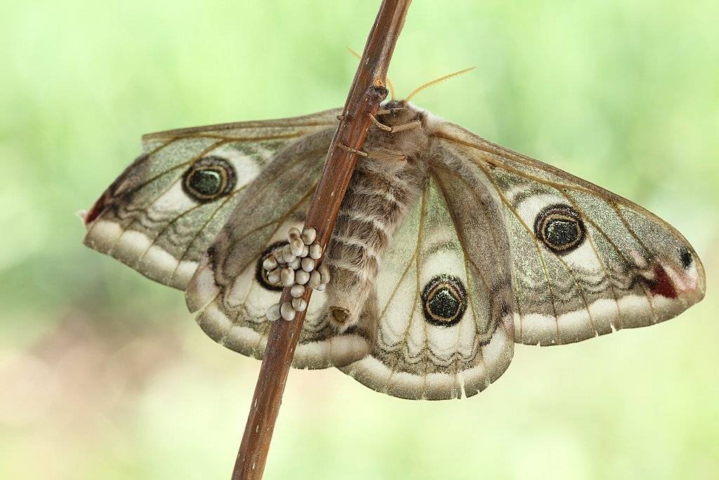 , Сергей Таланов
