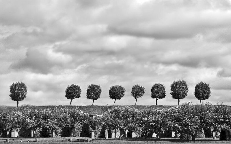 зарисовки с деревьями фото превью