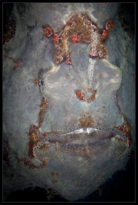 Подводные портреты фото превью