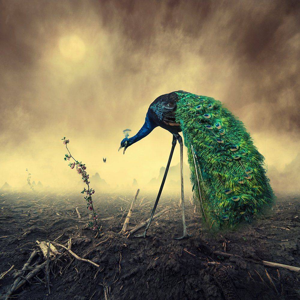 peacock, psd, tutorials, manipulation, photoshop, flower, green, eat, butterfly, carasdesign, mounting, ground, land, sky, clouds, mystery, walking, green, bird, light, Caras Ionut