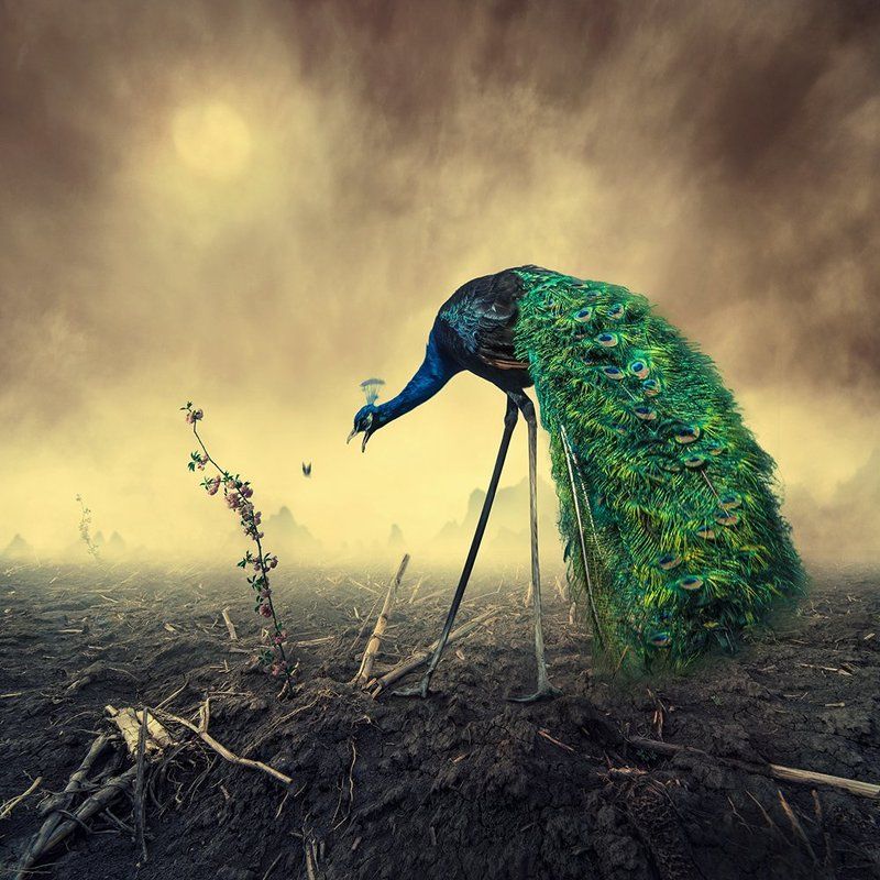peacock, psd, tutorials, manipulation, photoshop, flower, green, eat, butterfly, carasdesign, mounting, ground, land, sky, clouds, mystery, walking, green, bird, light No bird\'s land фото превью