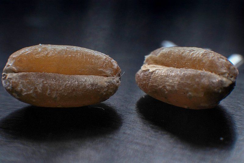 hello, loaf,привет,батон,макро,пшеница,зерно hello, loaf фото превью